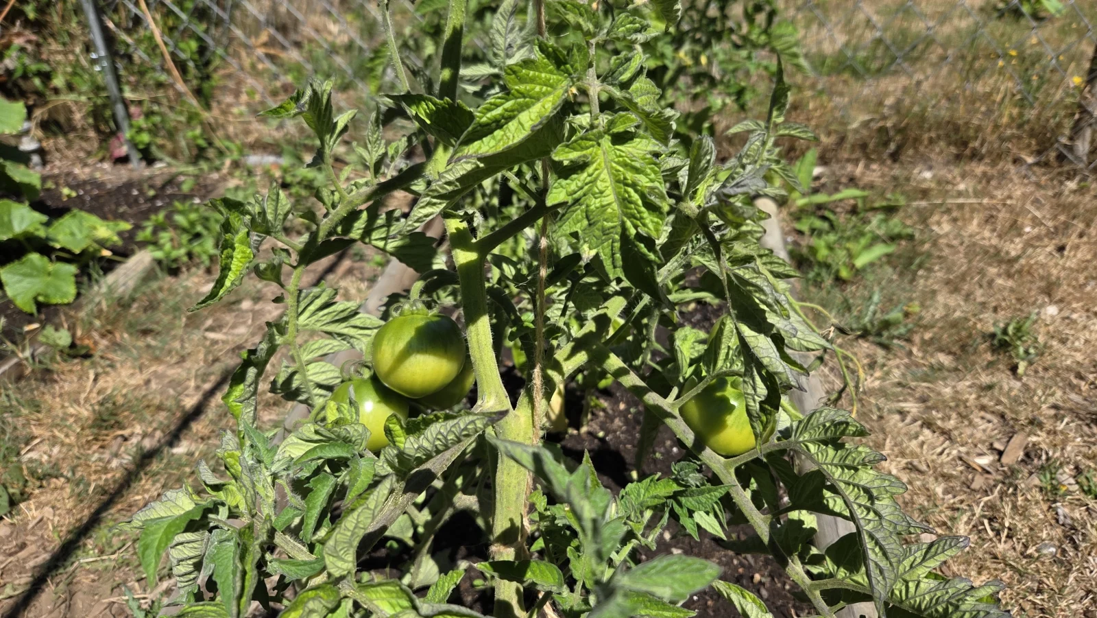 'Roma' Tomatoes - July 19, 2026
