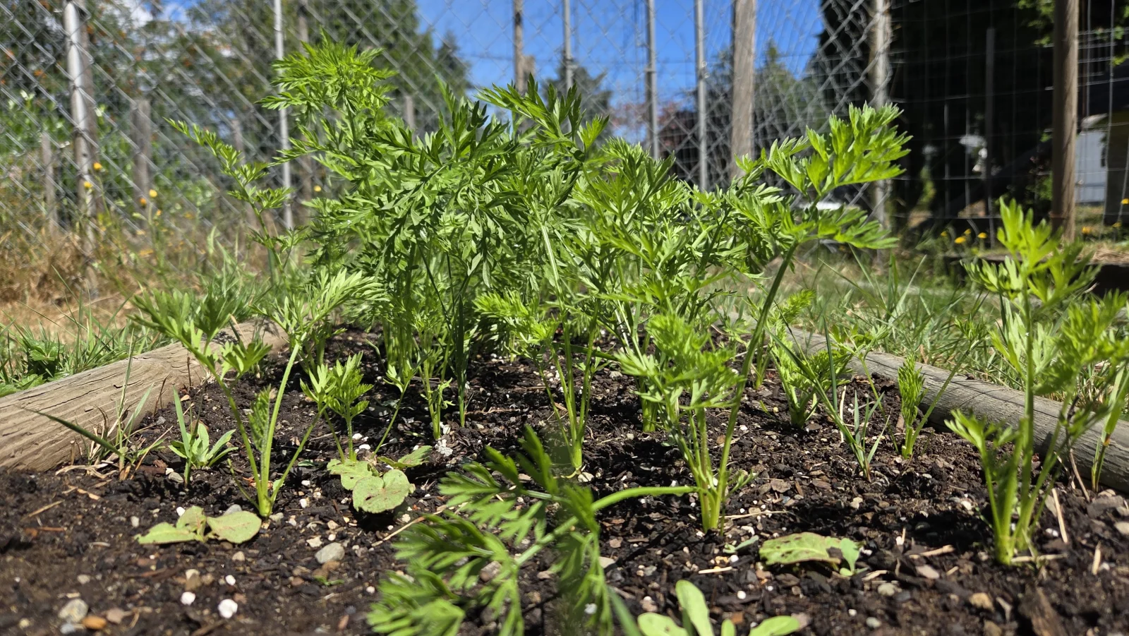 'Scarlet Nantes' Carrots - July 19, 2026