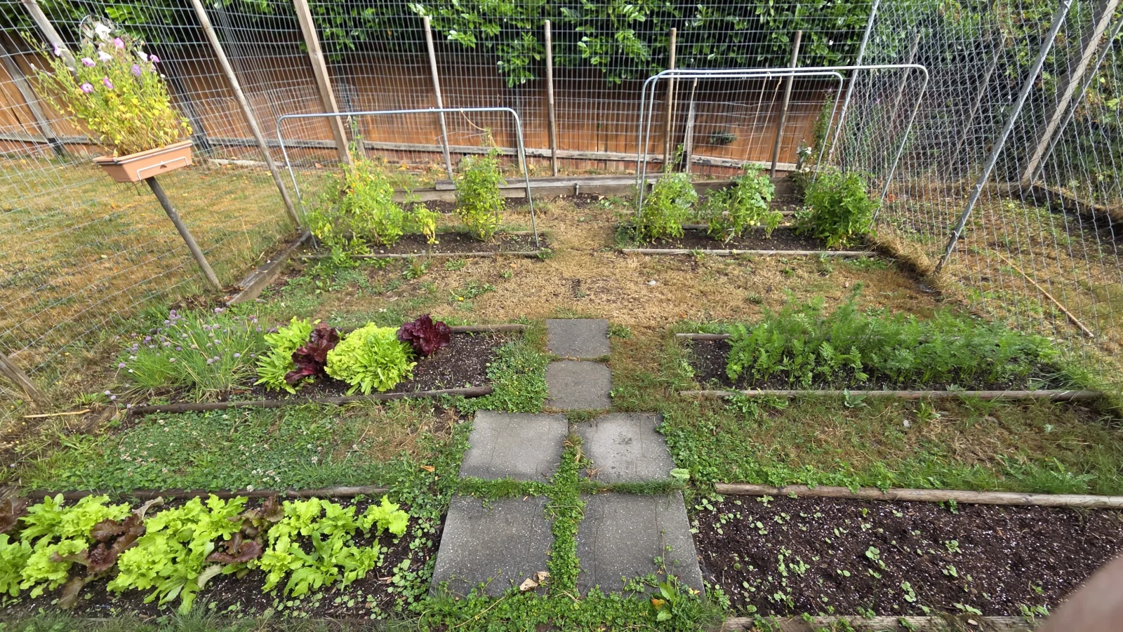 Overall garden view - August 1, 2026