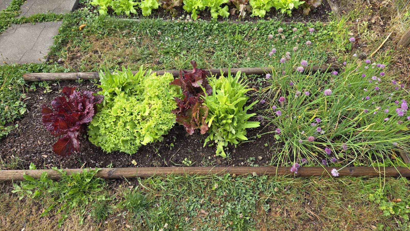 Bed 5 chives onions and lettuce - August 1, 2026