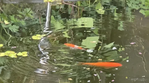 Pond Update