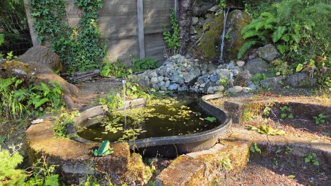Pond Update
