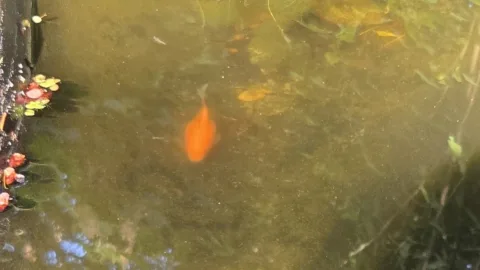 Pond Update