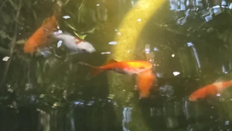 Pond Update