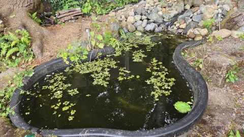 Pond Update