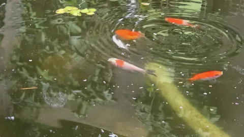 Pond Update