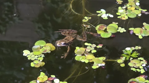 Pond Update