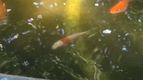 Pond Update