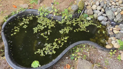 Pond Update