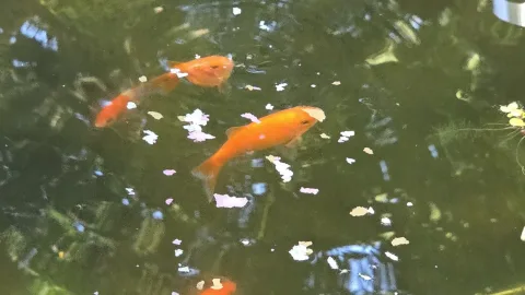 Pond Update